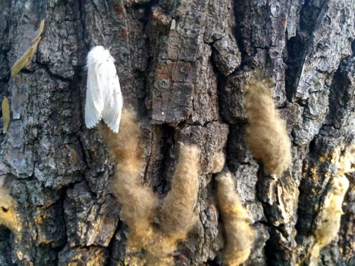 Цигански молец