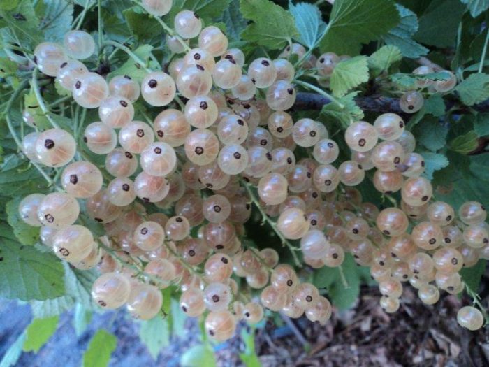 Бяло френско грозде Баяна