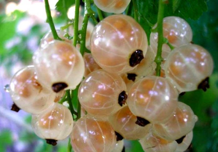 Сорт „Бял диамант“