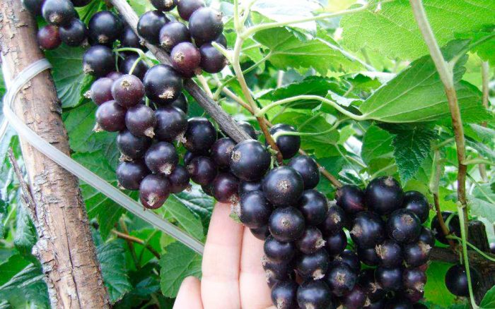 Селеченская-2