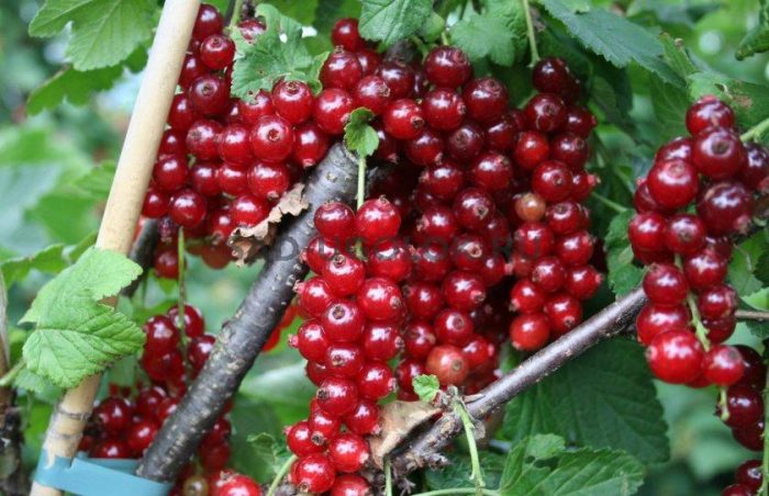 Разнообразие Уралска красота