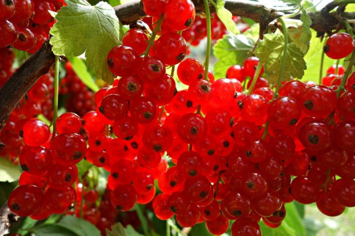 Сорт червен фий