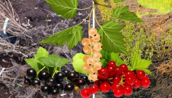 Засаждане на касис