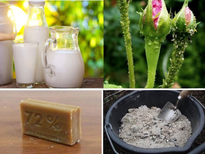 Роза и листни въшки