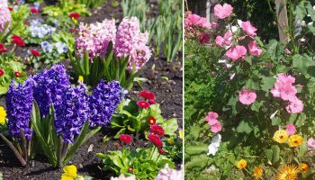 Цветя, които могат да се засаждат през есента