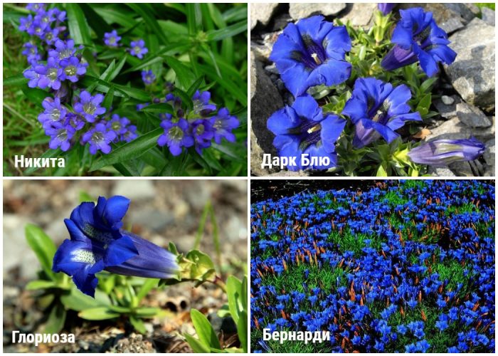 Ποικιλίες υβριδικής γεντιανής