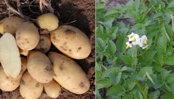 Разнообразие Армада