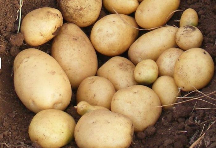 Картофи за семе