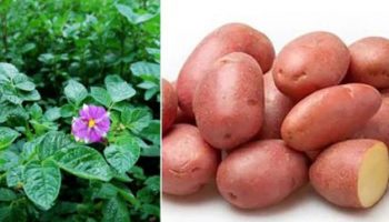 Сорт Белароза