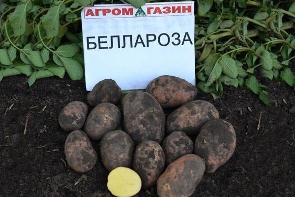 Реколта от храст