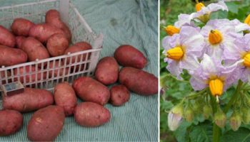 Сорт Илински