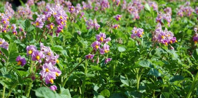 Храсти от сорта Илински