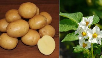 Сорт картофи Колобок