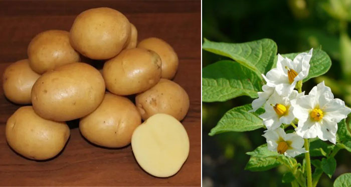 Цветя и плодове от сорта Колобок Сорт картофи Колобок