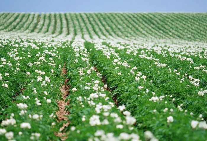 Сорт картофи Колобок Полето на Колобок