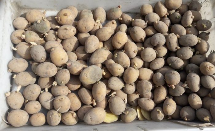 Покълнали картофи Посадъчен материал