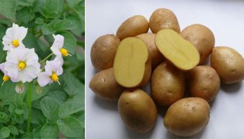 Цветя и грудки от сорта Коломбо