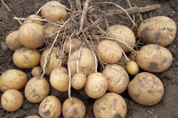 Голяма реколта