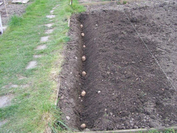 Засаждане на картофи