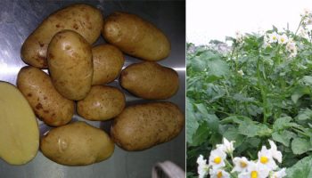 Сорт „Кралица Ан“