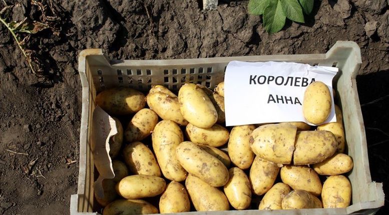 Плодовете са едри