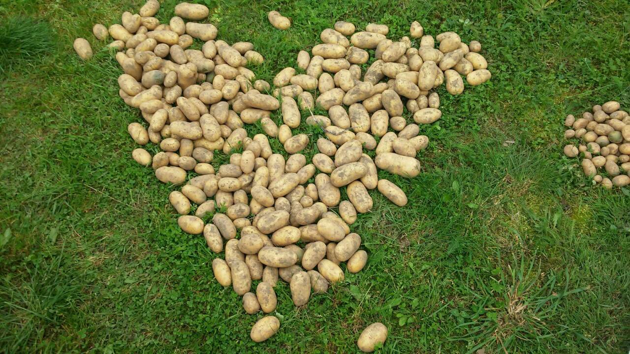 Любимият сорт на беларуския президент