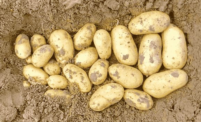 Кралски сорт