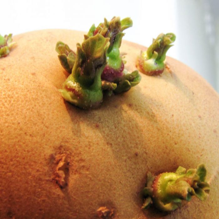 Покълнала грудка