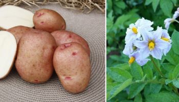 Грудки и цветове от сорта Красавчик