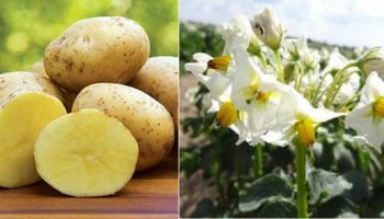 Сорт Латона