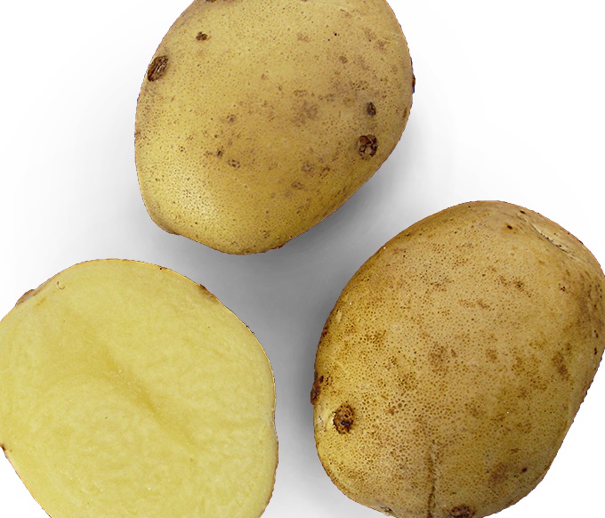 Сорт Латона