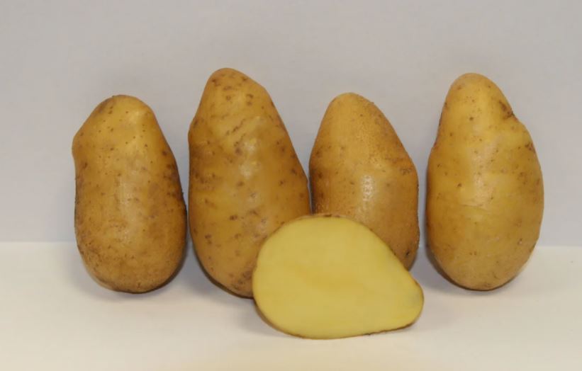 Грудки Латона