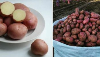 Сорт картофи Мемфис