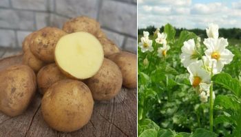 Разнообразие Метеор