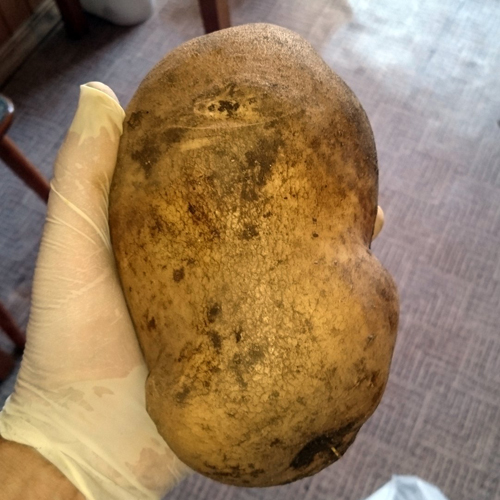 Големи екземпляри