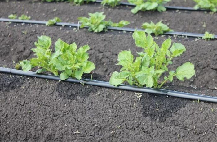 Поливане на картофи