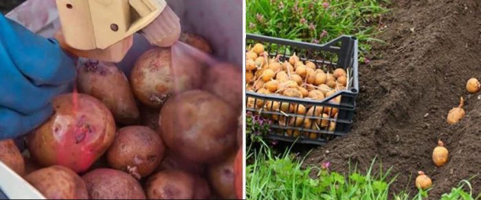 Обработка и засаждане на картофи