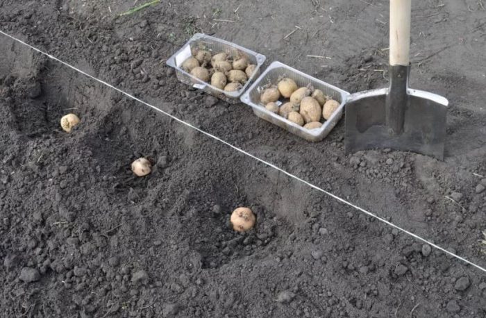 Засаждане в дупки