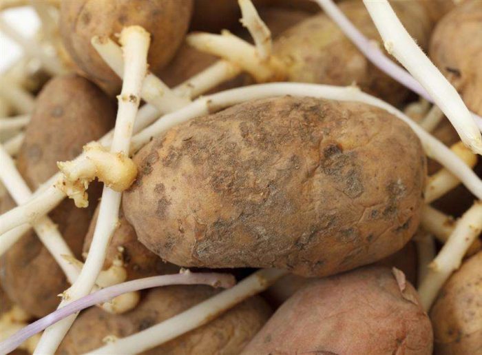 Силно покълнали картофи