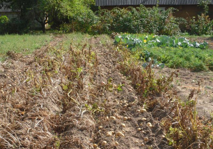 Събиране на картофи