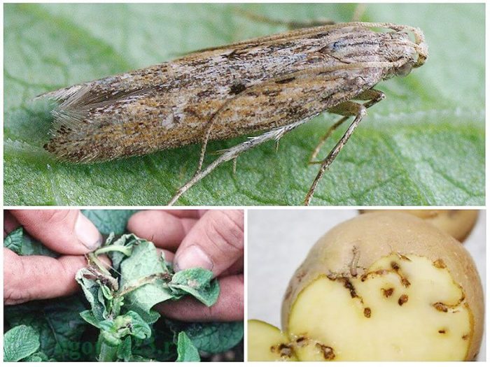 Картофен молец