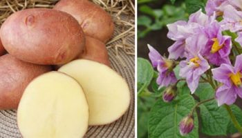 Грудки и цветове от експлозивния сорт