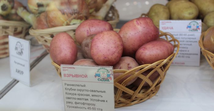 Експлозивно разнообразие на изложението