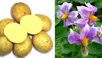 Цветя и плодове от сорта Зекура