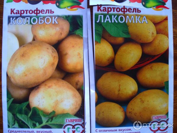 Сорт Колобок