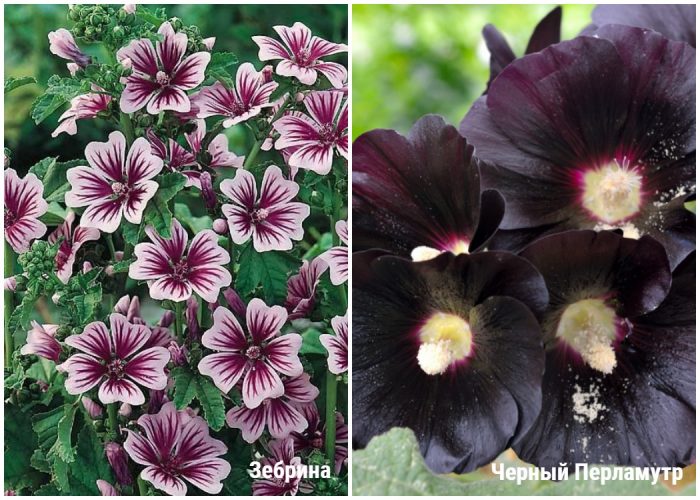 Ποικιλίες διετούς μολόχας