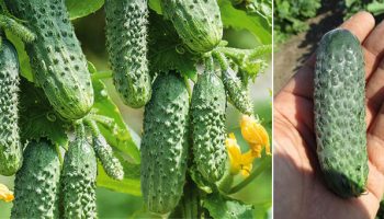 Хибриден сорт Херман