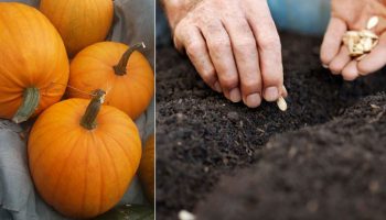 Засаждане на тиква от семена