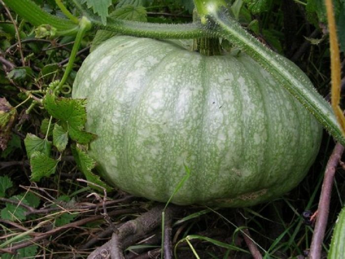 Тиквена луничка