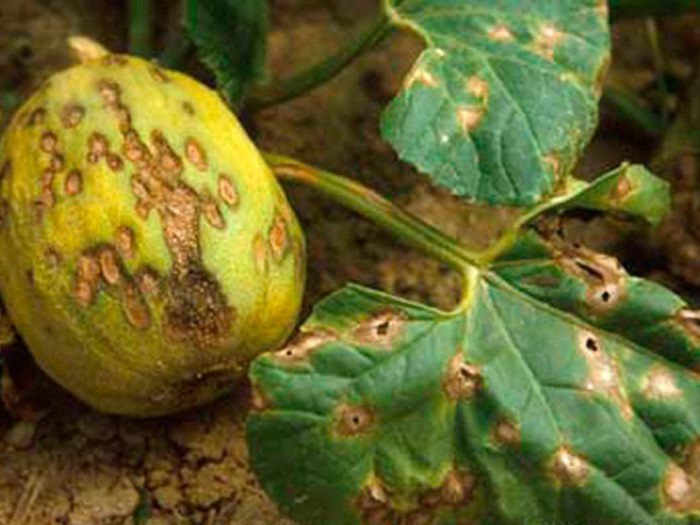 Антракноза